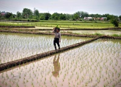 فاصله طولانی فراوری برنج گیلان با نوسازی
