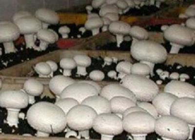 تولید 1000 کیلو گرم قارچ در شهربابک