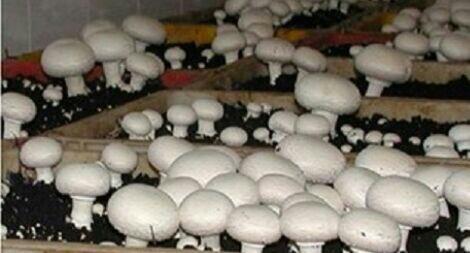 تولید 1000 کیلو گرم قارچ در شهربابک