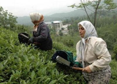 پرداخت 83 درصدی مطالبات چایکاران شمال کشور