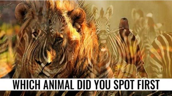 تست : اولین حیوانی که می بینید چیست؟